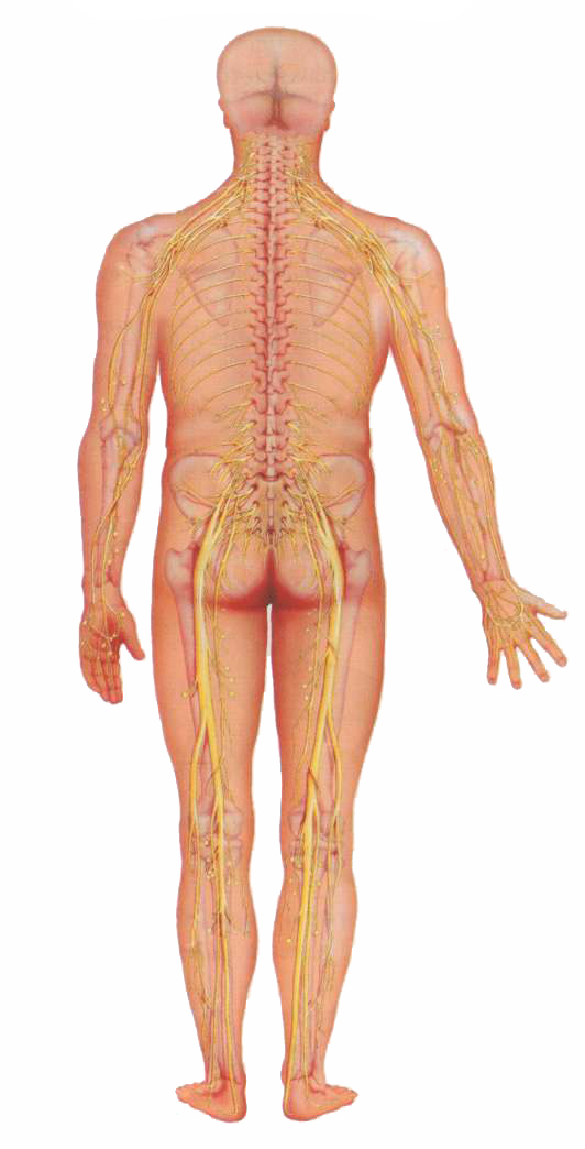 Схема нервных окончаний человека от позвоночника до ног