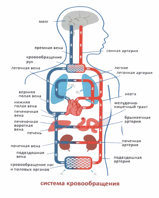 Как улучшить кровообращение. Система кровообращения. Яремная Вена круг кровообращения. Вены большого круга кровообращения схема. Циркуляция венозной крови.